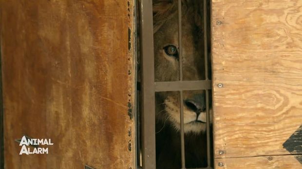 Galileo - Galileo - Galileo Plus: Animal Alarm: Tierretter Im Einsatz