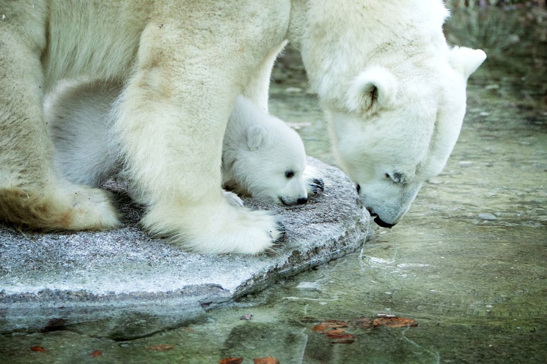 Im norwegischen Spitzbergen erkundet Stefan Gödde gemeinsam mit einem Eisbär-Guide den immer kleiner werdenden Lebensraum der mächtigen Raubtiere ..... - Bildquelle: Benedikt Müller ProSieben