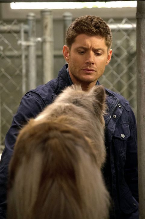 Ein seltsamer Zeuge: Dean (Jensen Ackles) muss es irgendwie schaffen mit einem deutschen Schäferhund zu kommunizieren, denn der hat den Mord an zwei... - Bildquelle: 2013 Warner Brothers
