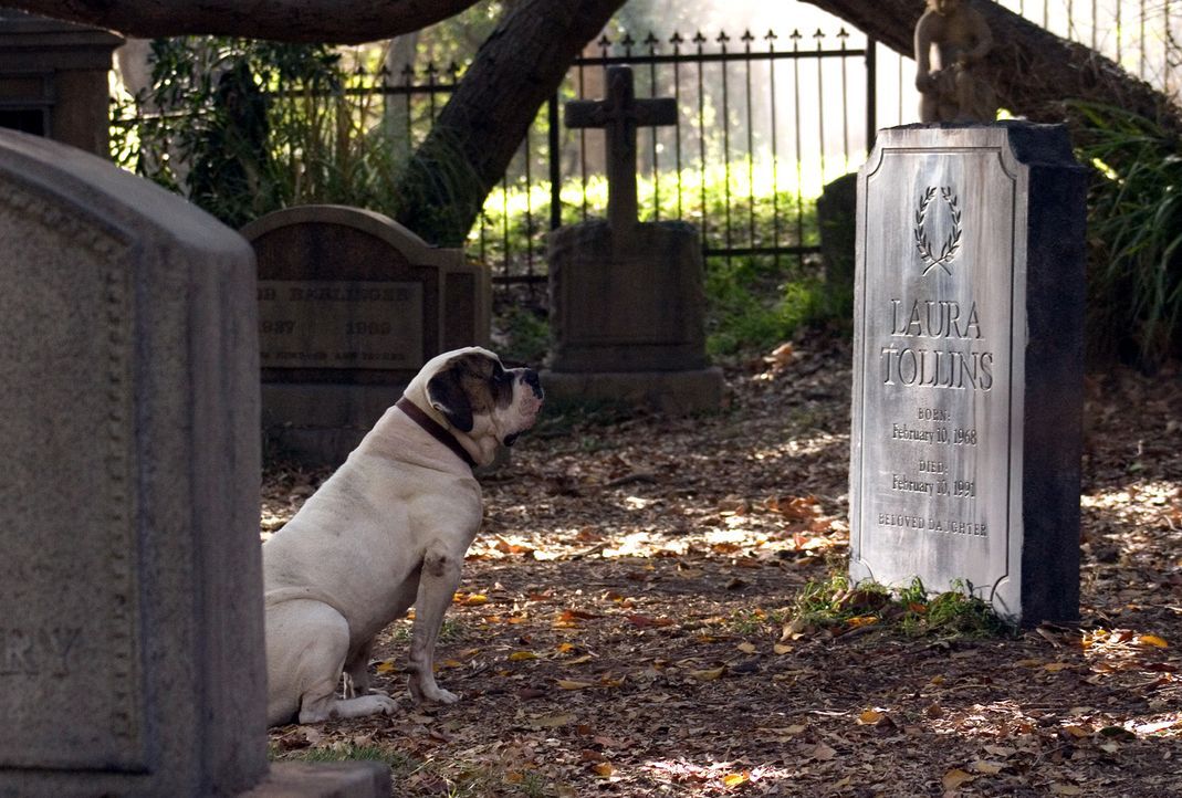 Als Walter den widerspenstigen Hund auf der Strasse entdeckt, verfolgt er ihn bis zu einem Friedhof, wo dieser sich neben einem Grab niederlässt. V... - Bildquelle: 2007 Warner Brothers