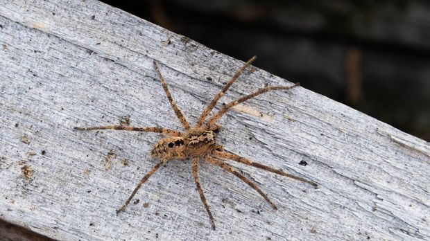 Nosferatu-Spinne breitet sich in Deutschland weiter aus