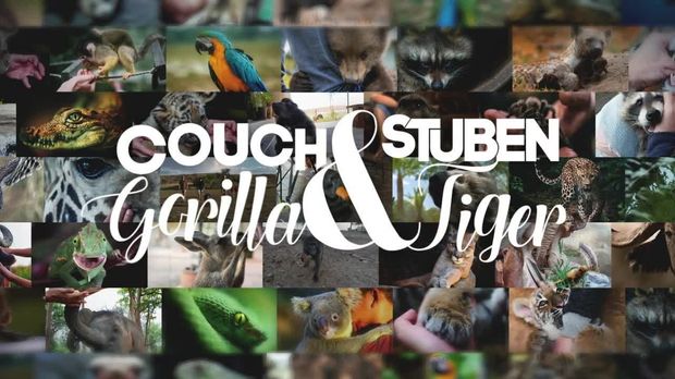 Galileo - Galileo - Sonntag: Galileo Plus: Couchgorilla & Stubentiger (2)
