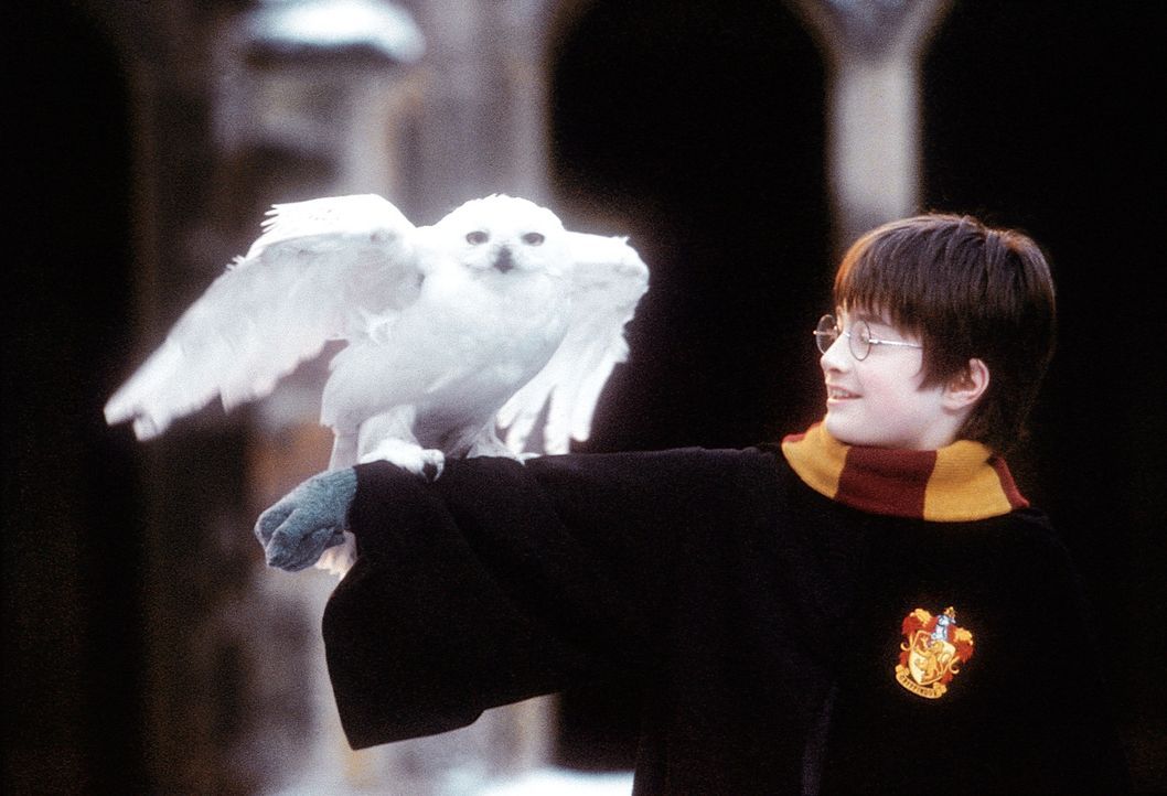An seinem elften Geburtstag erfährt Harry Potter (Daniel Radcliffe), dass seine Eltern Magier waren und vom bösen Lord Voldemort ermordet wurden, al... - Bildquelle: Warner Bros. Pictures