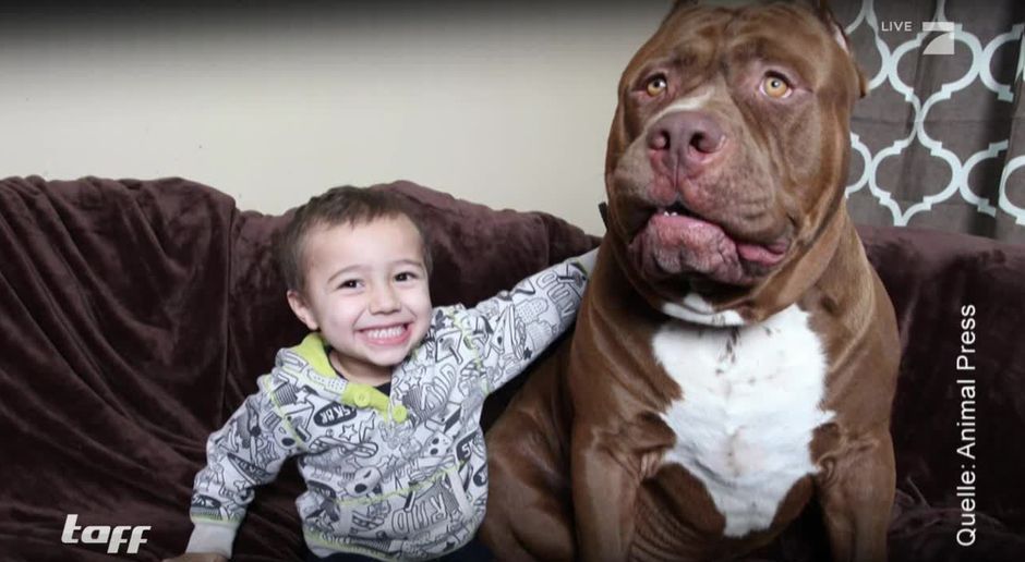 Taff Video Der Grosste Pitbull Der Welt Prosieben