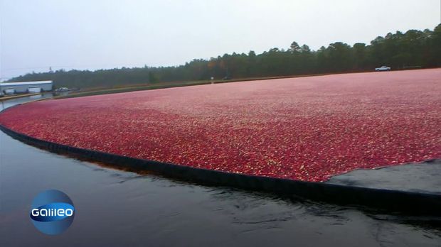 Galileo - Galileo - Freitag: Cranberry-ernte