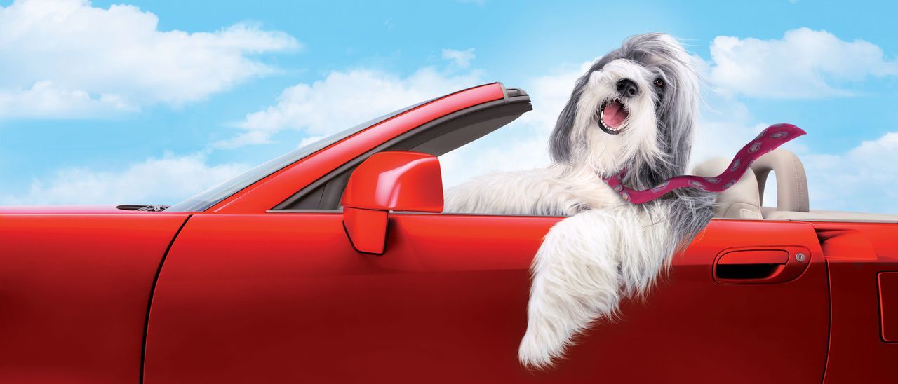 Durch einen Zufall wird Dave von dem Hirtenhund Shaggy gebissen - mit der Wirkung, dass sich der Familienvater fortan wie ein zotteliger Vierbeiner... - Bildquelle: Disney Enterprises, Inc. All rights reserved